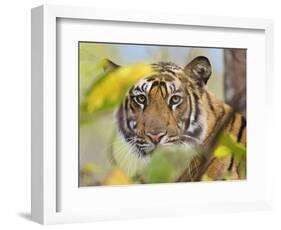 Tiger Face Portrait Amongst Foliage, Bandhavgarh National Park, India 2007-Tony Heald-Framed Photographic Print