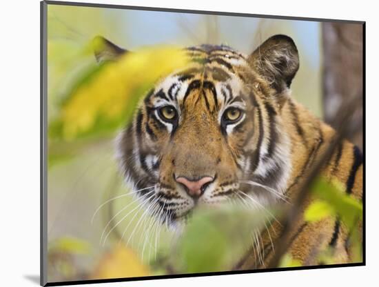 Tiger Face Portrait Amongst Foliage, Bandhavgarh National Park, India 2007-Tony Heald-Mounted Photographic Print