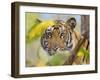 Tiger Face Portrait Amongst Foliage, Bandhavgarh National Park, India 2007-Tony Heald-Framed Photographic Print