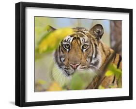 Tiger Face Portrait Amongst Foliage, Bandhavgarh National Park, India 2007-Tony Heald-Framed Photographic Print