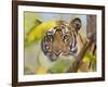 Tiger Face Portrait Amongst Foliage, Bandhavgarh National Park, India 2007-Tony Heald-Framed Photographic Print