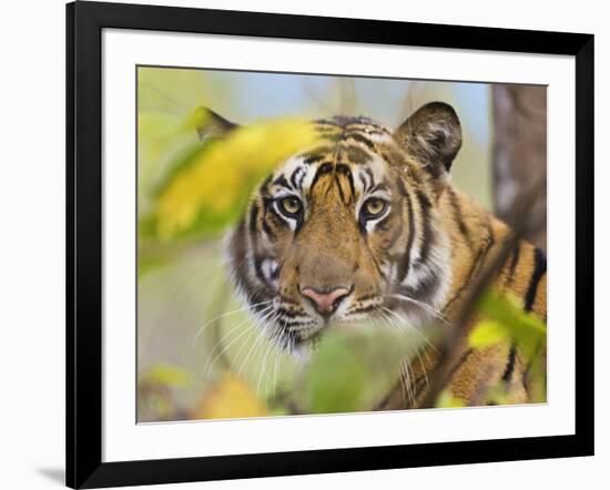 Tiger Face Portrait Amongst Foliage, Bandhavgarh National Park, India 2007-Tony Heald-Framed Photographic Print