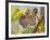 Tiger Face Portrait Amongst Foliage, Bandhavgarh National Park, India 2007-Tony Heald-Framed Photographic Print