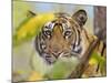 Tiger Face Portrait Amongst Foliage, Bandhavgarh National Park, India 2007-Tony Heald-Mounted Photographic Print