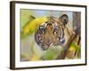 Tiger Face Portrait Amongst Foliage, Bandhavgarh National Park, India 2007-Tony Heald-Framed Photographic Print