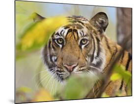 Tiger Face Portrait Amongst Foliage, Bandhavgarh National Park, India 2007-Tony Heald-Mounted Photographic Print