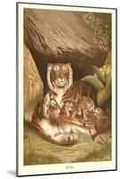 Tiger Family-null-Mounted Art Print