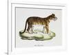 Tiger (Felis Tigris)-null-Framed Giclee Print