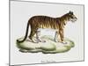 Tiger (Felis Tigris)-null-Mounted Giclee Print