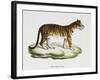 Tiger (Felis Tigris)-null-Framed Giclee Print