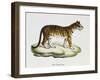 Tiger (Felis Tigris)-null-Framed Giclee Print