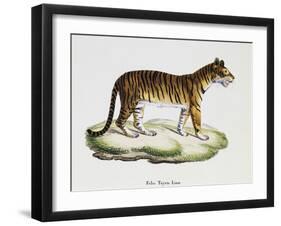 Tiger (Felis Tigris)-null-Framed Giclee Print