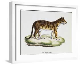 Tiger (Felis Tigris)-null-Framed Giclee Print