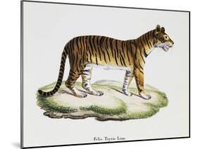 Tiger (Felis Tigris)-null-Mounted Giclee Print