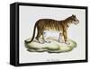 Tiger (Felis Tigris)-null-Framed Stretched Canvas