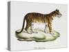 Tiger (Felis Tigris)-null-Stretched Canvas