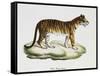 Tiger (Felis Tigris)-null-Framed Stretched Canvas