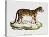 Tiger (Felis Tigris)-null-Stretched Canvas