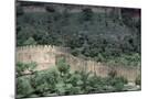 Wood Mount