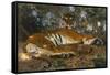 Tiger from Annam; Tigre de l'Annam-Gustave Surand-Framed Stretched Canvas