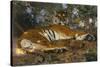 Tiger from Annam; Tigre de l'Annam-Gustave Surand-Stretched Canvas