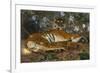 Tiger from Annam; Tigre de l'Annam-Gustave Surand-Framed Giclee Print