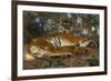 Tiger from Annam; Tigre de l'Annam-Gustave Surand-Framed Giclee Print