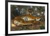 Tiger from Annam; Tigre de l'Annam-Gustave Surand-Framed Giclee Print