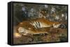 Tiger from Annam; Tigre de l'Annam-Gustave Surand-Framed Stretched Canvas