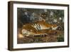 Tiger from Annam; Tigre de l'Annam-Gustave Surand-Framed Giclee Print