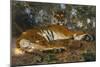 Tiger from Annam; Tigre de l'Annam-Gustave Surand-Mounted Giclee Print