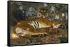 Tiger from Annam; Tigre de l'Annam-Gustave Surand-Framed Stretched Canvas