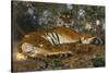 Tiger from Annam; Tigre de l'Annam-Gustave Surand-Stretched Canvas