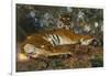 Tiger from Annam; Tigre de l'Annam-Gustave Surand-Framed Giclee Print