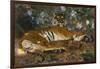 Tiger from Annam; Tigre de l'Annam-Gustave Surand-Framed Giclee Print