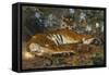 Tiger from Annam; Tigre de l'Annam-Gustave Surand-Framed Stretched Canvas