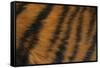 Tiger Fur-DLILLC-Framed Stretched Canvas
