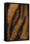 Tiger Fur-DLILLC-Framed Stretched Canvas