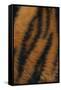 Tiger Fur-DLILLC-Framed Stretched Canvas