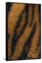 Tiger Fur-DLILLC-Framed Stretched Canvas