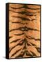 Tiger Fur-DLILLC-Framed Stretched Canvas