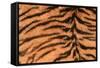 Tiger Fur-DLILLC-Framed Stretched Canvas