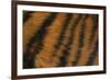 Tiger Fur-DLILLC-Framed Photographic Print