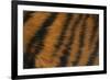 Tiger Fur-DLILLC-Framed Photographic Print