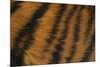 Tiger Fur-DLILLC-Mounted Photographic Print