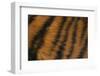 Tiger Fur-DLILLC-Framed Photographic Print