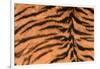 Tiger Fur-DLILLC-Framed Photographic Print