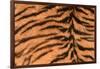 Tiger Fur-DLILLC-Framed Photographic Print