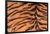 Tiger Fur-DLILLC-Framed Photographic Print