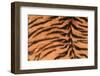 Tiger Fur-DLILLC-Framed Photographic Print